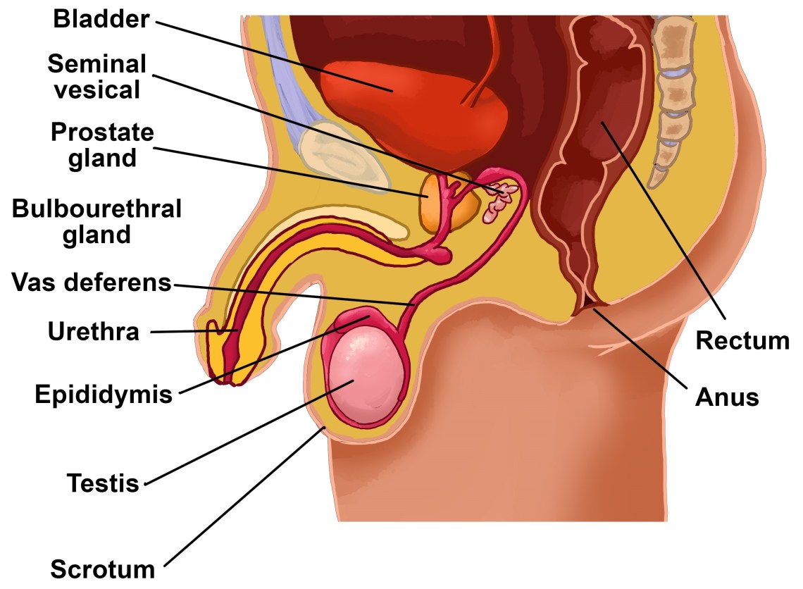 Prostate In Male Reproductive System Male Reproductive System Prostate Gland Prostate Gland Male