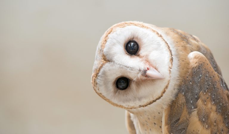 Owls-and-humans-utilize-the-same-visual-processing-strategy-768x448